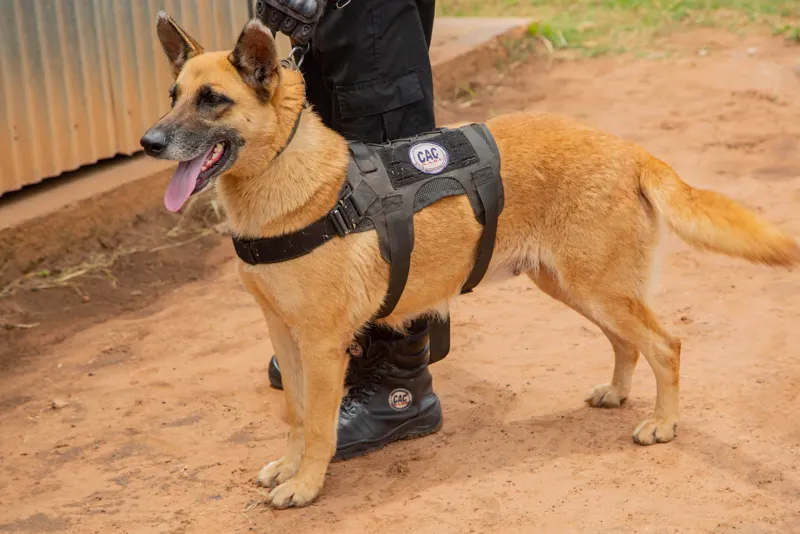 Unité canine K9